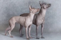 Mexican Hairless Dogs Breed - Information, Temperament, Size & Price | Pets4Homes