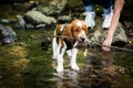 Welsh Springer Spaniel Dogs Ras: Karakter, Levensduur & Prijs | Puppyplaats