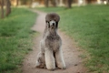 Poodle Dogs Breed - Information, Temperament, Size & Price | Pets4Homes