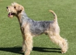 Lakeland Terrier Dogs Breed - Information, Temperament, Size & Price | Pets4Homes