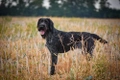 German Wirehaired Pointer Dogs Breed - Information, Temperament, Size & Price | Pets4Homes