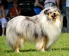 Rough Collie Dogs Breed - Information, Temperament, Size & Price | Pets4Homes