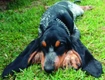 Basset Bleu de Gascogne Dogs Ras: Karakter, Levensduur & Prijs | Puppyplaats