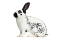 English Rabbits Breed - Information, Temperament, Size & Price | Pets4Homes