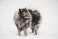 Keeshond Dogs Breed - Information, Temperament, Size & Price | Pets4Homes