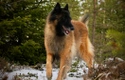 Tervuerense Herder Dogs Ras: Karakter, Levensduur & Prijs | Puppyplaats