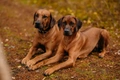 Rhodesian Ridgeback Dogs Breed - Information, Temperament, Size & Price | Pets4Homes