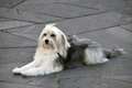 Catalan Sheepdog Dogs Breed - Information, Temperament, Size & Price | Pets4Homes