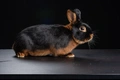 Tan Rabbits Breed - Information, Temperament, Size & Price | Pets4Homes