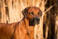 Rhodesian Ridgeback Dogs Breed - Information, Temperament, Size & Price | Pets4Homes