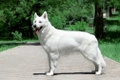 White Swiss Shepherd Dogs Breed - Information, Temperament, Size & Price | Pets4Homes