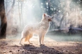 White Swiss Shepherd Dogs Breed - Information, Temperament, Size & Price | Pets4Homes