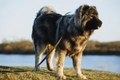 Caucasian Shepherd Dog Dogs Breed - Information, Temperament, Size & Price | Pets4Homes