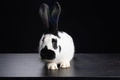 Continental Giant Rabbits Breed - Information, Temperament, Size & Price | Pets4Homes