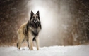 Tervuerense Herder Dogs Ras: Karakter, Levensduur & Prijs | Puppyplaats