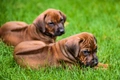 Rhodesian Ridgeback Dogs Breed - Information, Temperament, Size & Price | Pets4Homes