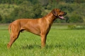 Rhodesian Ridgeback Dogs Breed - Information, Temperament, Size & Price | Pets4Homes