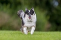 Ijslandse Hond Dogs Ras: Karakter, Levensduur & Prijs | Puppyplaats