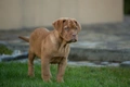 Dogue De Bordeaux Dogs Breed - Information, Temperament, Size & Price | Pets4Homes