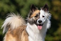 Ijslandse Hond Dogs Ras: Karakter, Levensduur & Prijs | Puppyplaats