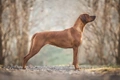 Rhodesian Ridgeback Dogs Breed - Information, Temperament, Size & Price | Pets4Homes