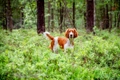 Welsh Springer Spaniel Dogs Ras: Karakter, Levensduur & Prijs | Puppyplaats