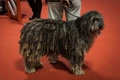 Bergamasco Dogs Ras: Karakter, Levensduur & Prijs | Puppyplaats