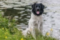 Friese Stabij Dogs Ras: Karakter, Levensduur & Prijs | Puppyplaats