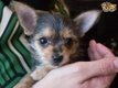 Chorkie Dogs Ras: Karakter, Levensduur & Prijs | Puppyplaats