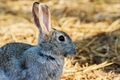 Silver Rabbits Breed - Information, Temperament, Size & Price | Pets4Homes