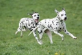 Dalmatian Dogs Breed - Information, Temperament, Size & Price | Pets4Homes