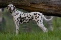 Dalmatian Dogs Breed - Information, Temperament, Size & Price | Pets4Homes