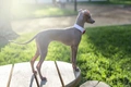 Italian Greyhound Dogs Breed - Information, Temperament, Size & Price | Pets4Homes