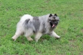 Keeshond Dogs Breed - Information, Temperament, Size & Price | Pets4Homes