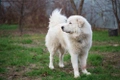 Maremma Sheepdog Dogs Breed - Information, Temperament, Size & Price | Pets4Homes