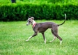 Italian Greyhound Dogs Breed - Information, Temperament, Size & Price | Pets4Homes