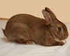 Golden Glavcot Rabbits Breed - Information, Temperament, Size & Price | Pets4Homes