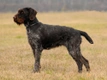 German Wirehaired Pointer Dogs Breed - Information, Temperament, Size & Price | Pets4Homes