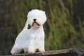 West Highland White Terriër Dogs Ras: Karakter, Levensduur & Prijs | Puppyplaats