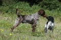 Epagneul Breton Dogs Ras: Karakter, Levensduur & Prijs | Puppyplaats