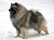 Keeshond Dogs Breed - Information, Temperament, Size & Price | Pets4Homes