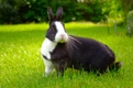 Dutch Rabbits Breed - Information, Temperament, Size & Price | Pets4Homes