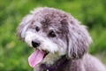 Schnoodle Dogs Breed - Information, Temperament, Size & Price | Pets4Homes