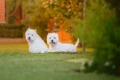 West Highland White Terriër Dogs Ras: Karakter, Levensduur & Prijs | Puppyplaats