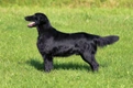 Flat coated Retriever Dogs Breed - Information, Temperament, Size & Price | Pets4Homes