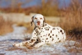 Dalmatian Dogs Breed - Information, Temperament, Size & Price | Pets4Homes