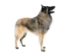 Tervuerense Herder Dogs Ras: Karakter, Levensduur & Prijs | Puppyplaats