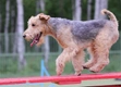 Lakeland Terrier Dogs Breed - Information, Temperament, Size & Price | Pets4Homes