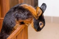 Tan Rabbits Breed - Information, Temperament, Size & Price | Pets4Homes