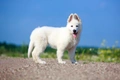 White Swiss Shepherd Dogs Breed - Information, Temperament, Size & Price | Pets4Homes